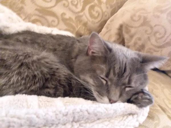 /Images/uploads/Humane Rescue Alliance/HRACalendarPhotoContest/entries/8808thumb.jpg